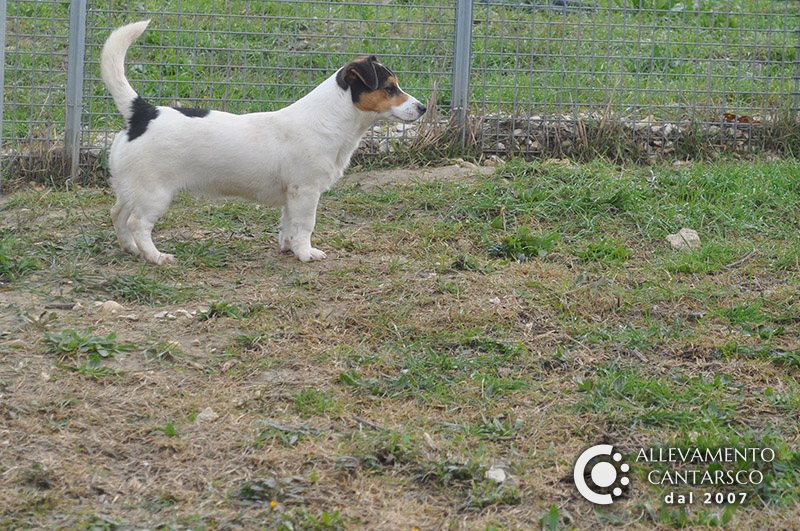 Cantarsco Chumana, Jack Russell femmina tricolore a pelo liscio, in piedi sul prato del recinto