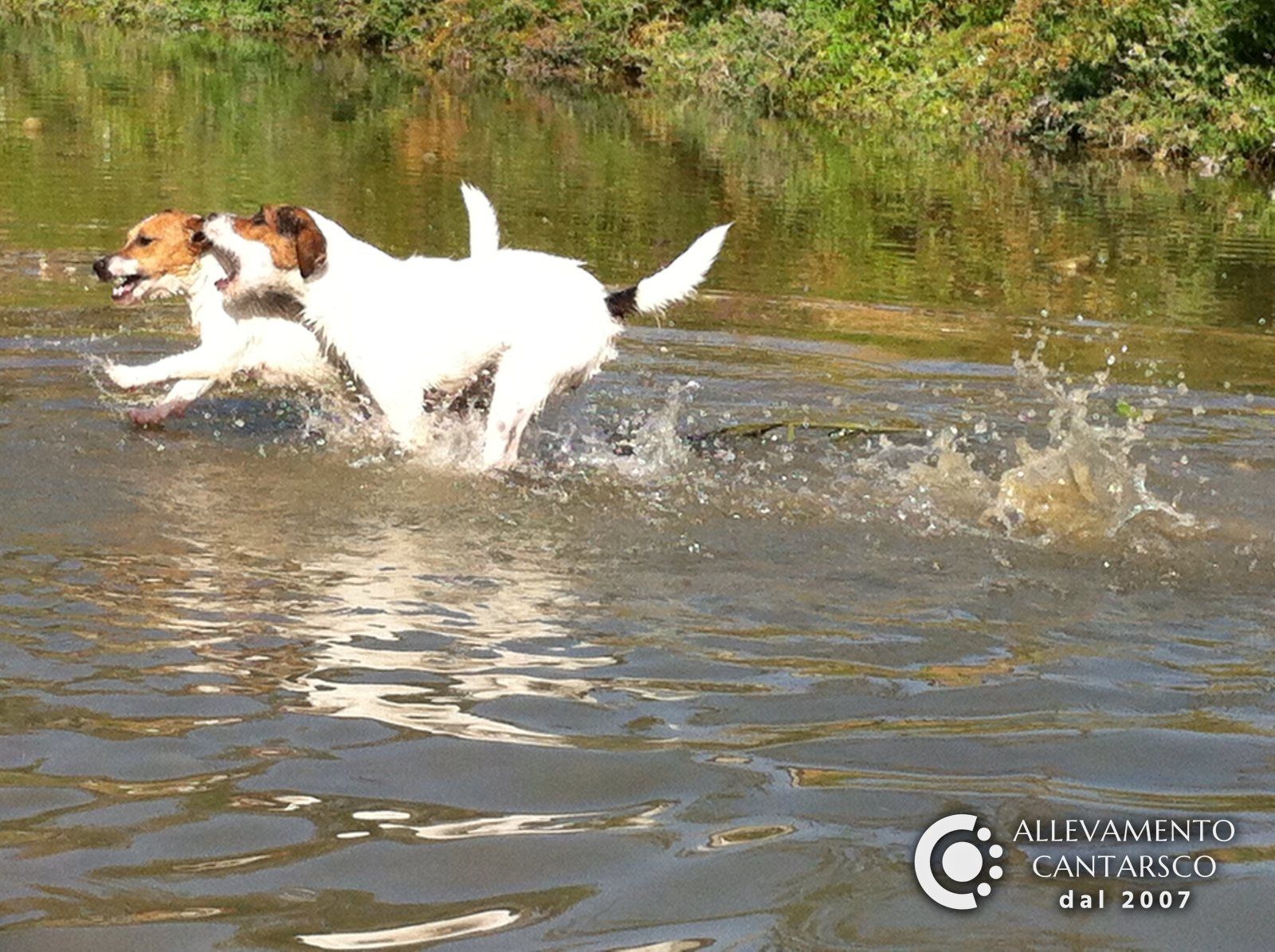 Due Jack Russell Cantarsco corrono in acqua