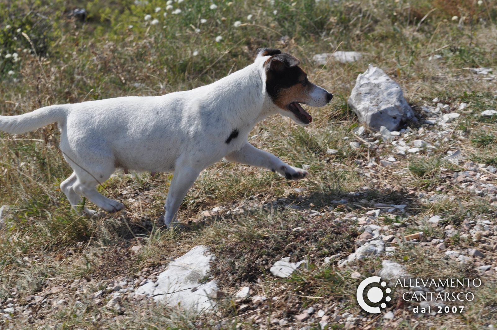 Una femmina di Jack Russell Cantarsco corre sul prato di montagna
