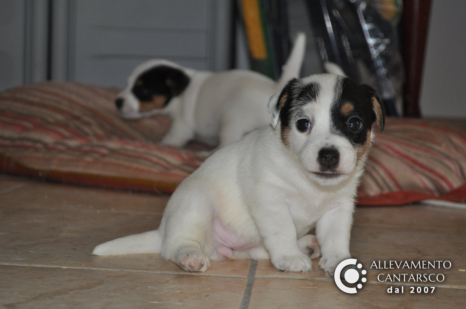 Cuccioli di Jack Russell Cantarsco sul cuscino nella sala parto
