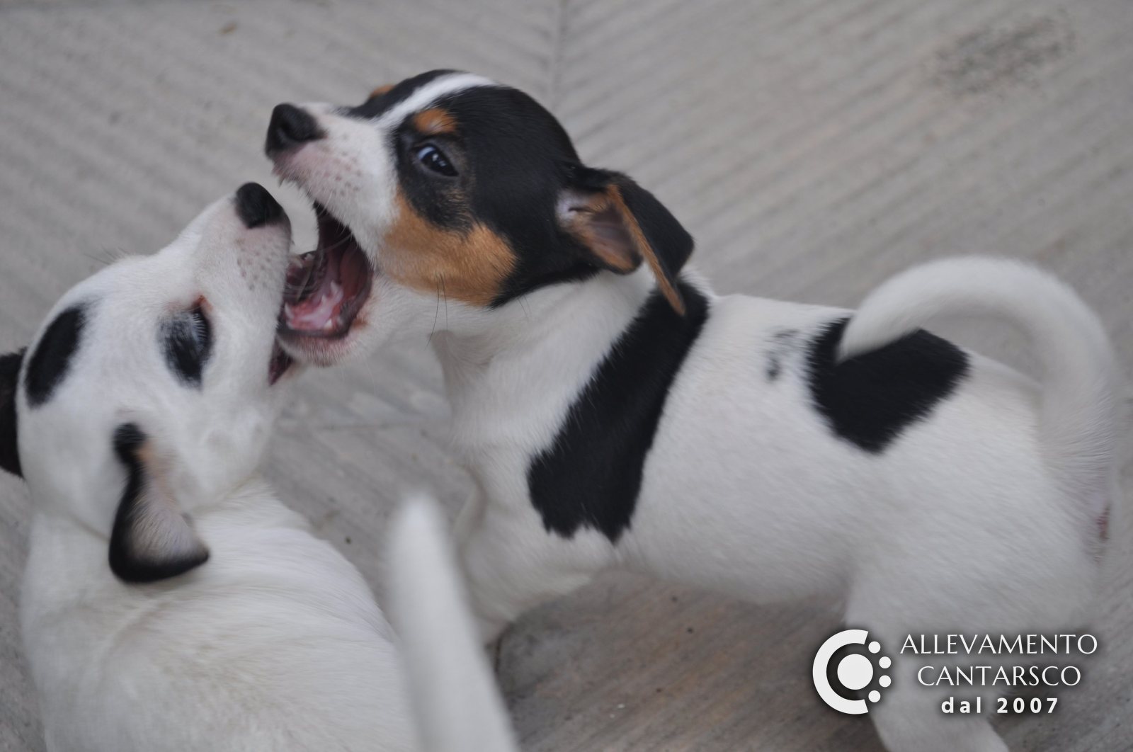 Due cuccioli di Jack Russell Cantarsco giocano a mordersi