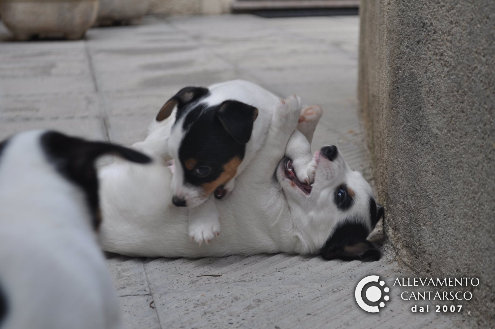 Due cuccioli di Jack Russell Cantarsco fanno la lotta per terra