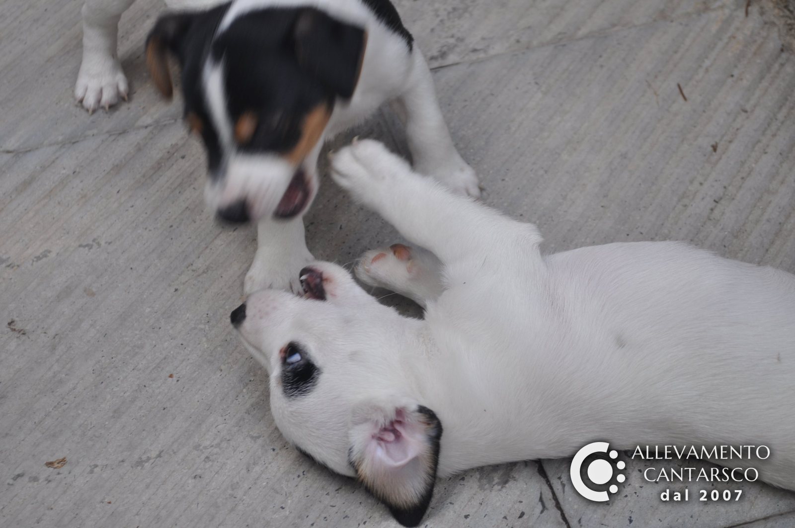 Un cucciolo di Jack Russell Cantarsco a pancia in su gioca con il fratello