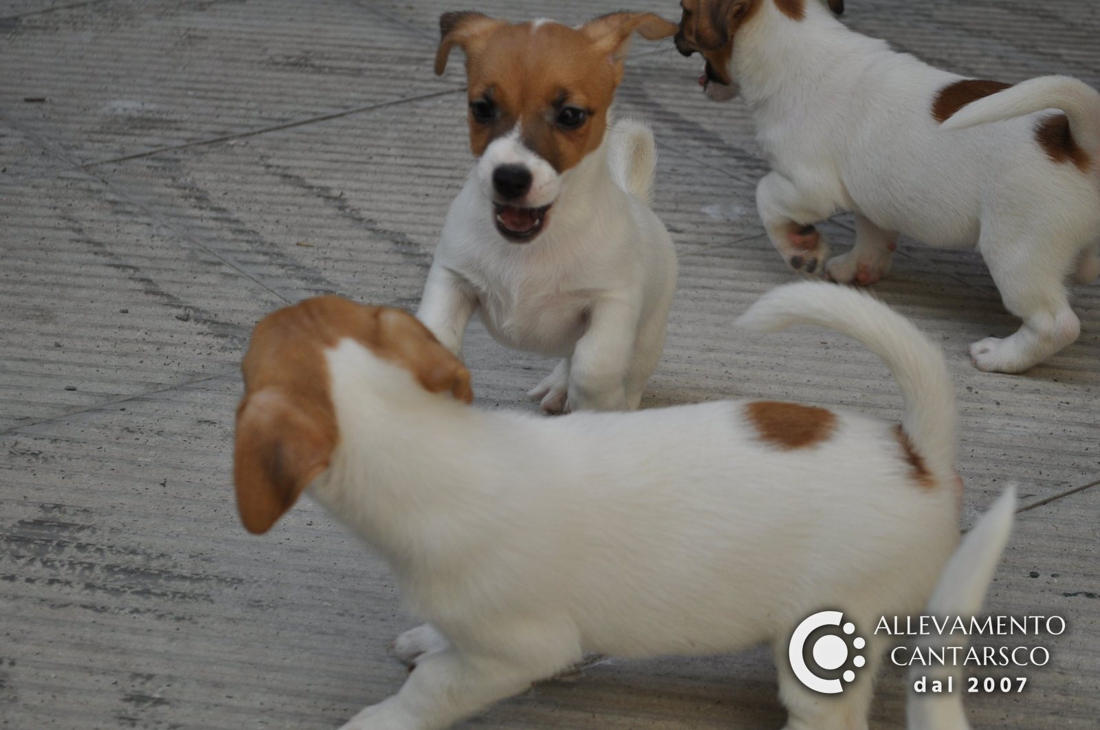 Tre cuccioli di Jack Russell Cantarsco bianchi e fulvi giocano insieme