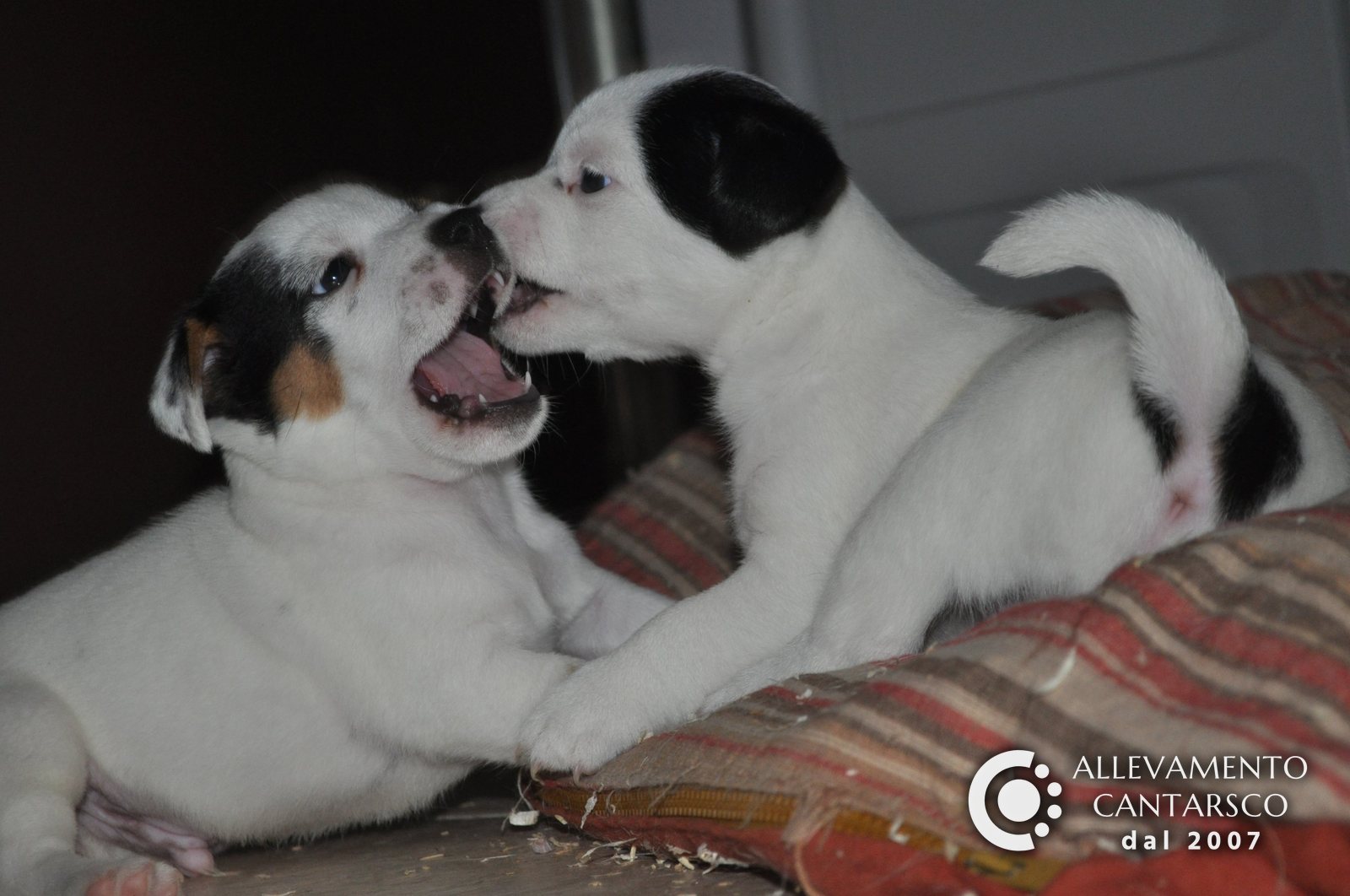 Due cuccioli di Jack Russell Cantarsco giocano alla lotta sul cuscino