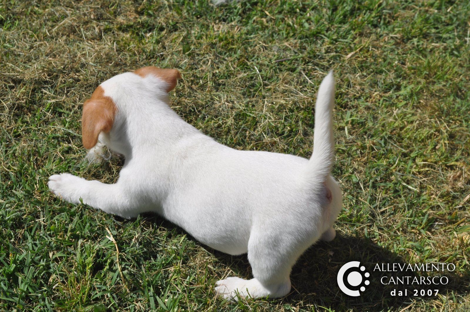 Un cucciolo di Jack Russell Cantarsco gioca nel prato con la coda dritta