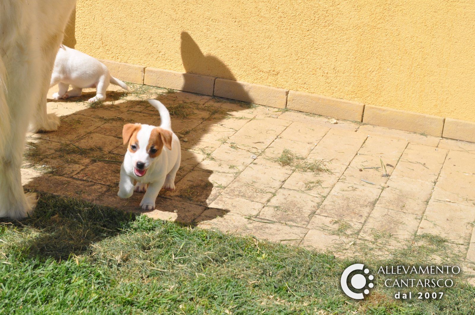 Un cucciolo di Jack Russell Cantarsco corre felice verso di te