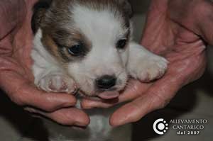 Un cucciolo di Jack Russell Cantarsco appena nato tenuto tra le mani