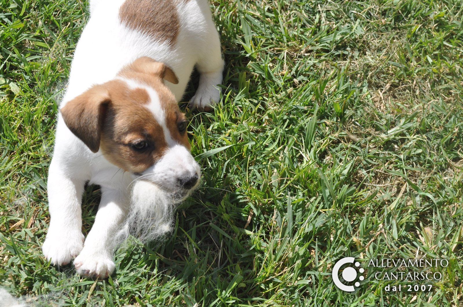 Un cucciolo di Jack Russell Cantarsco sdraiato nel prato con un ciuffo di pelo