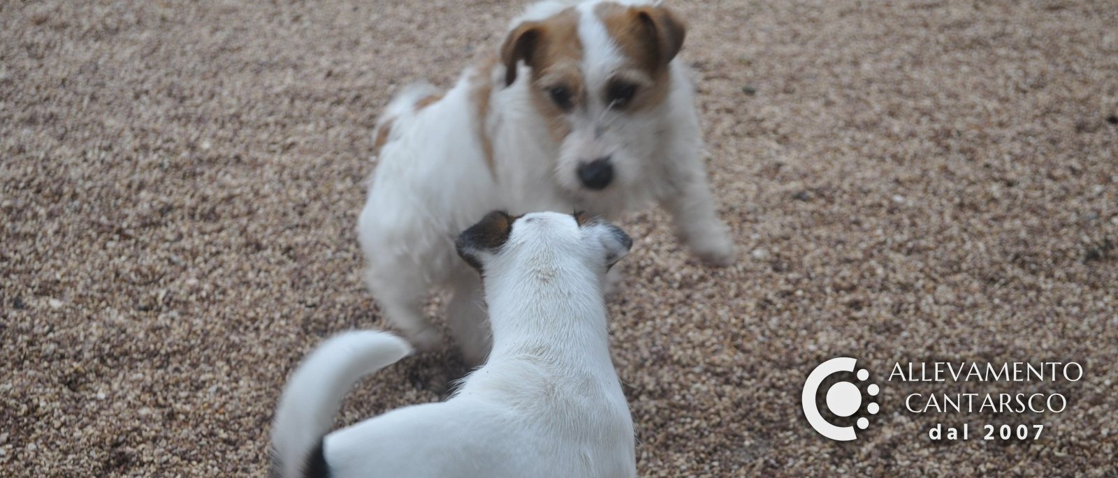 Un Jack Russell adulto a pelo ruvido e un giovane Jack Russell si incontrano sulla ghiaia