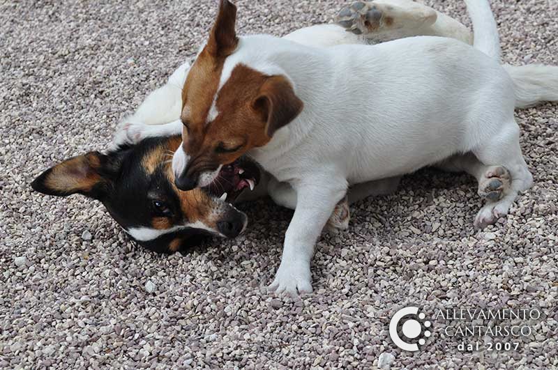 Due Jack Russell Cantarsco che giocano sulla ghiaia