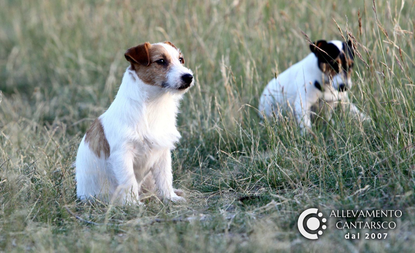 Due Jack Russell Cantarsco seduti nell'erba alta