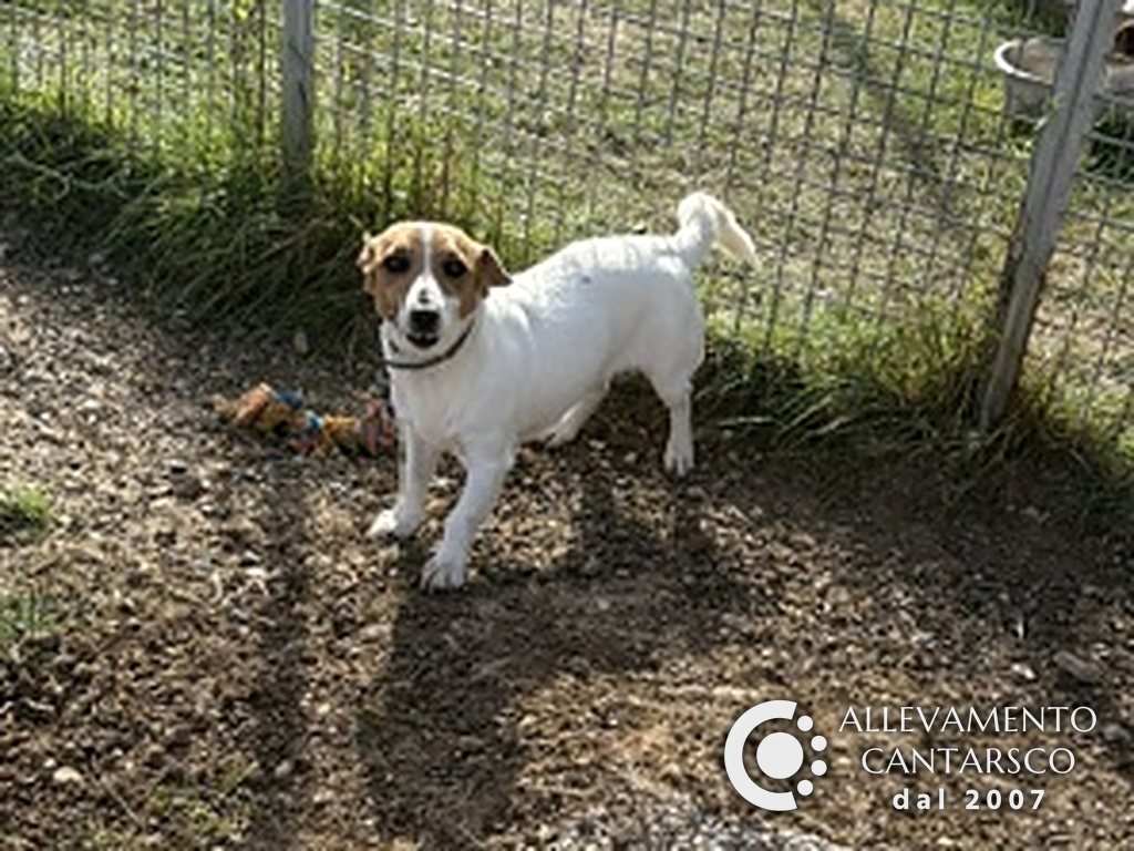 Cantarsco Jasmine, Jack Russell femmina bianca e fulva con il collare, nel recinto