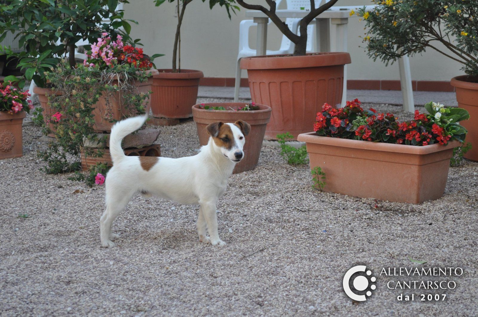 Lotti, Jack Russell maschio bianco e fulvo a pelo liscio, in piedi nel giardino tra i vasi di fiori