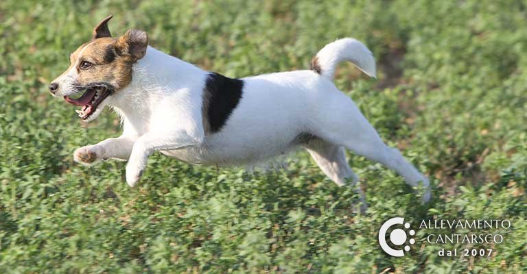 Margot, la Jack Russell da cui è nato l'Allevamento Cantarsco, mentre corre sul prato
