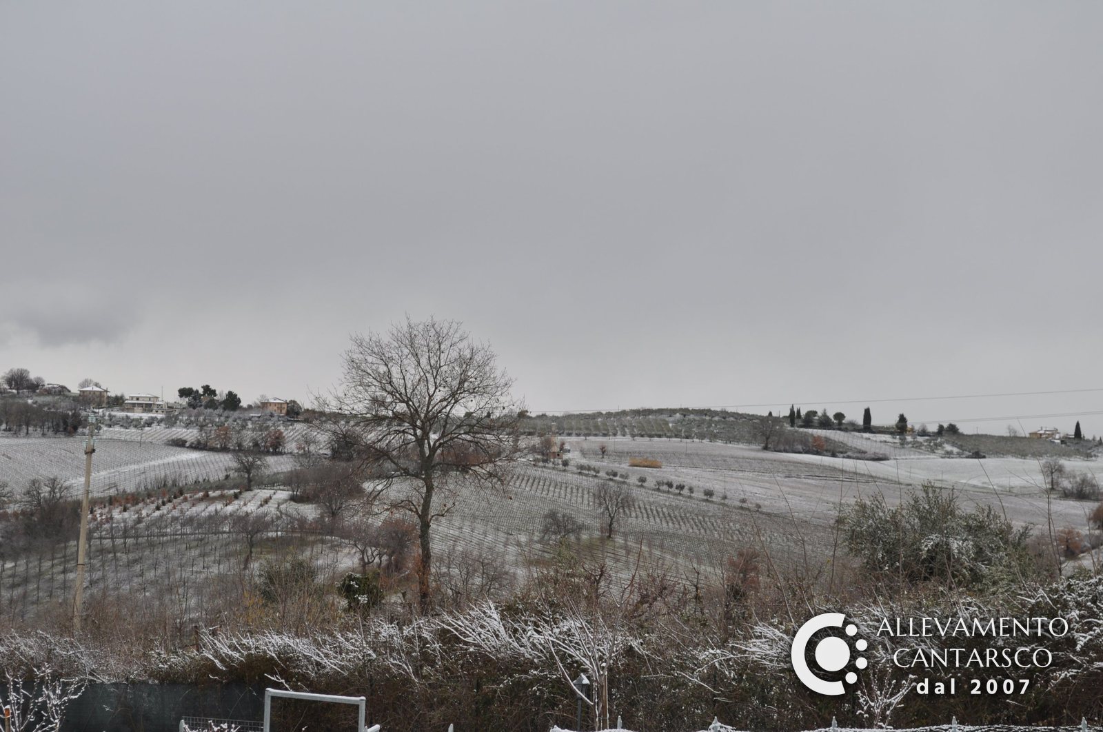Le colline di Montefalco innevate viste da Matur, con vigne, ulivi e un grande albero spoglio