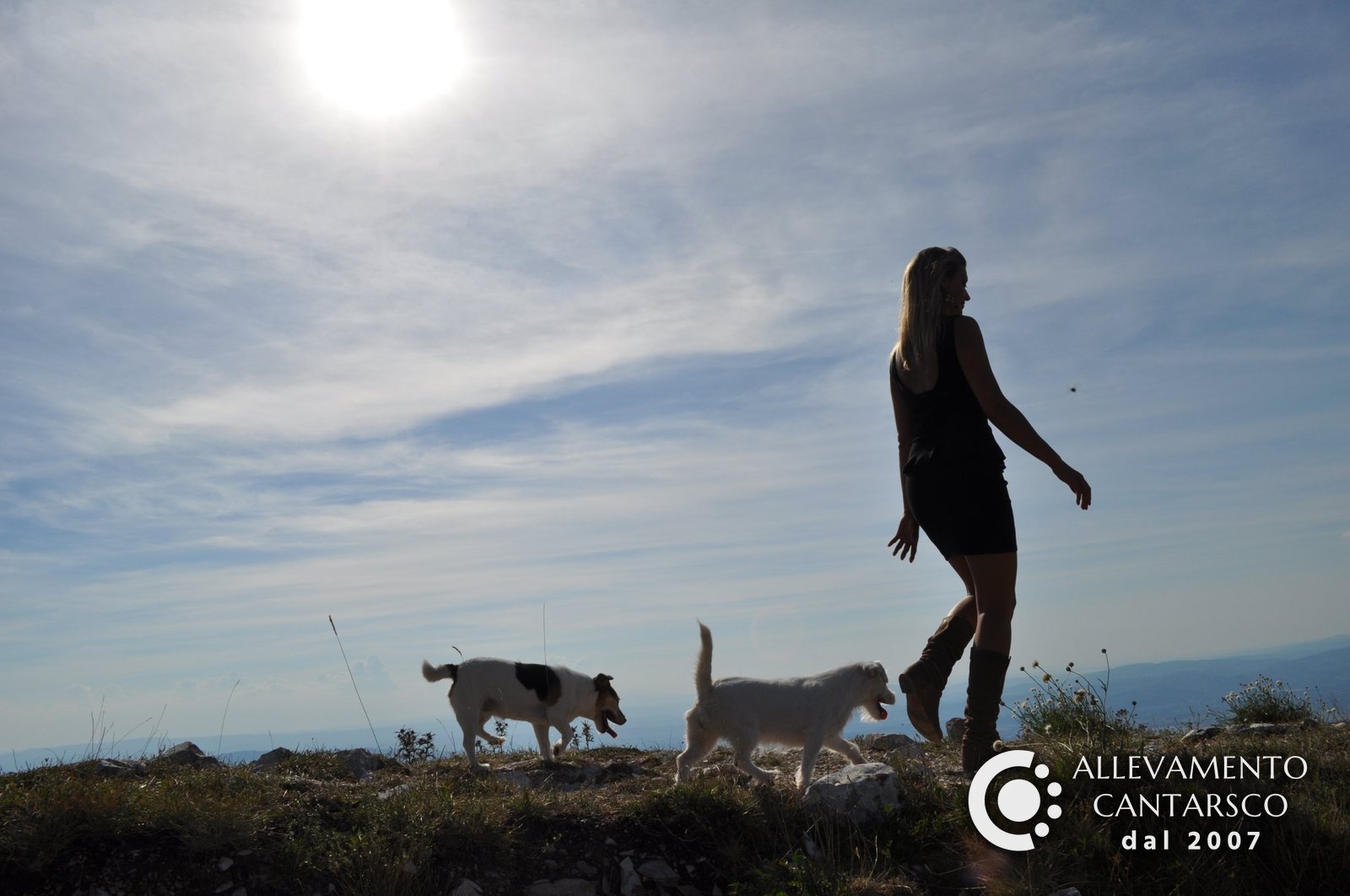Due Jack Russell Cantarsco in passeggiata in montagna al sole, con una ragazza
