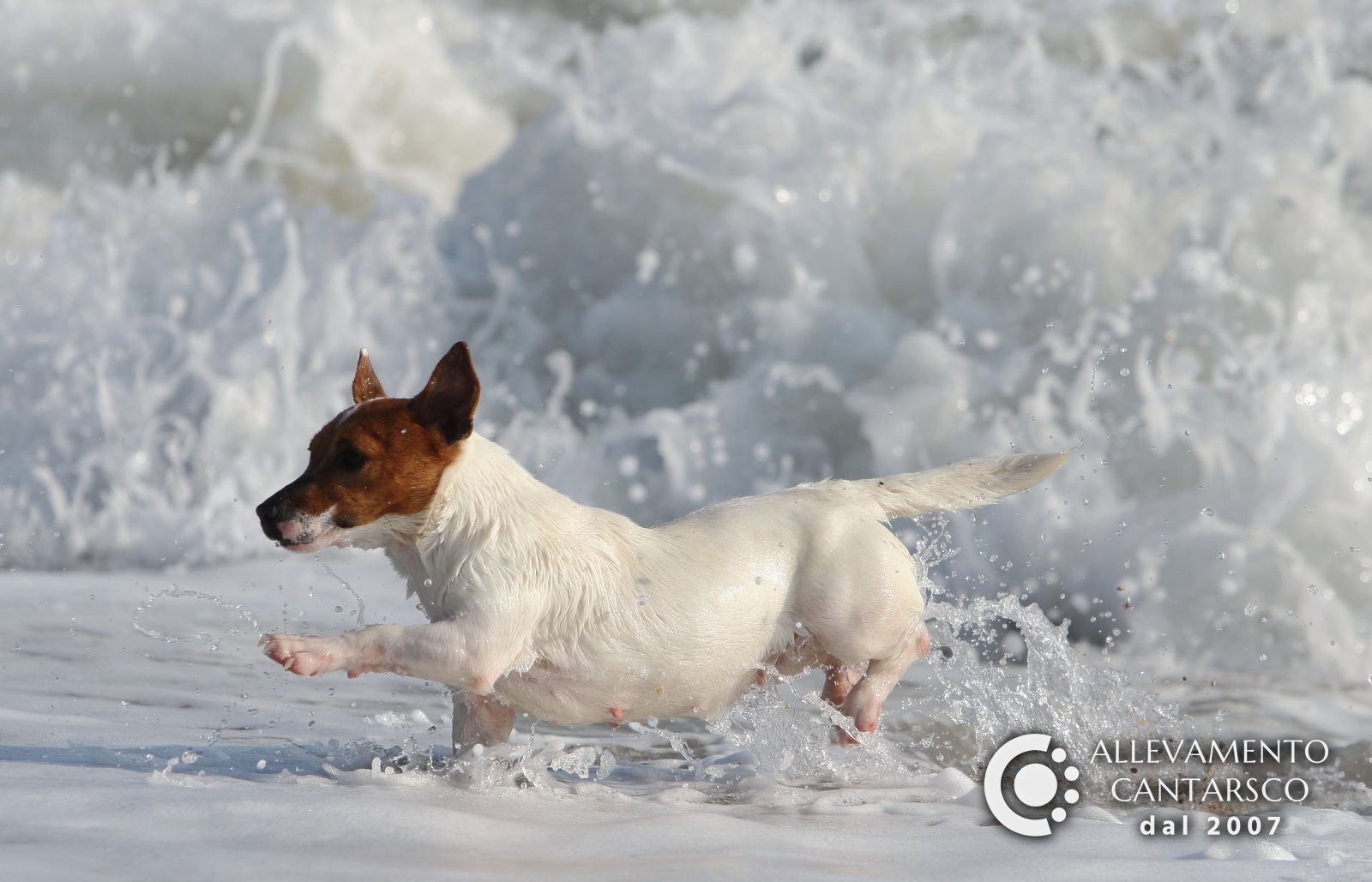 Jack Russell Cantarsco corre tra le onde del mare