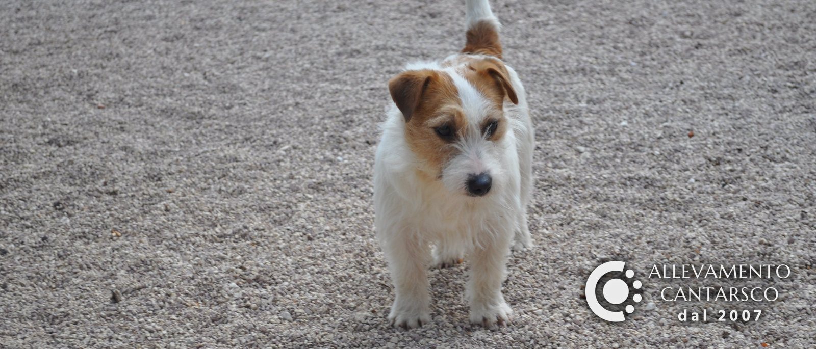 Jack Russell Cantarsco a pelo ruvido in piedi sulla ghiaia