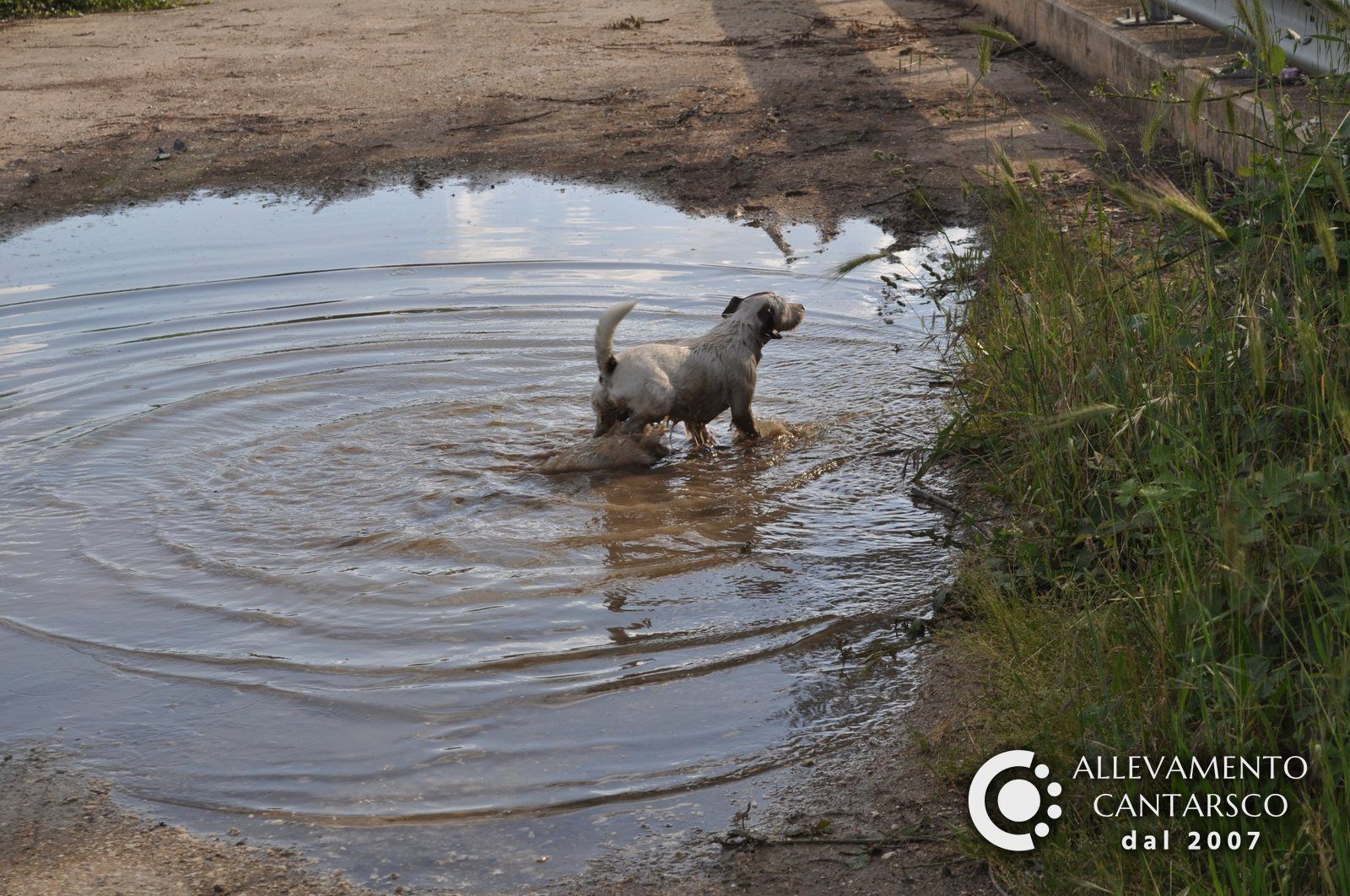 Jack Russell bagnato nella pozzanghera