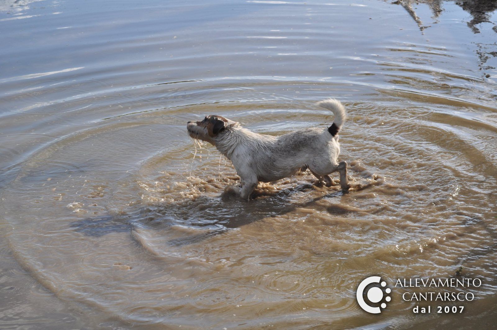 Jack Russell si scrolla di dosso l’acqua
