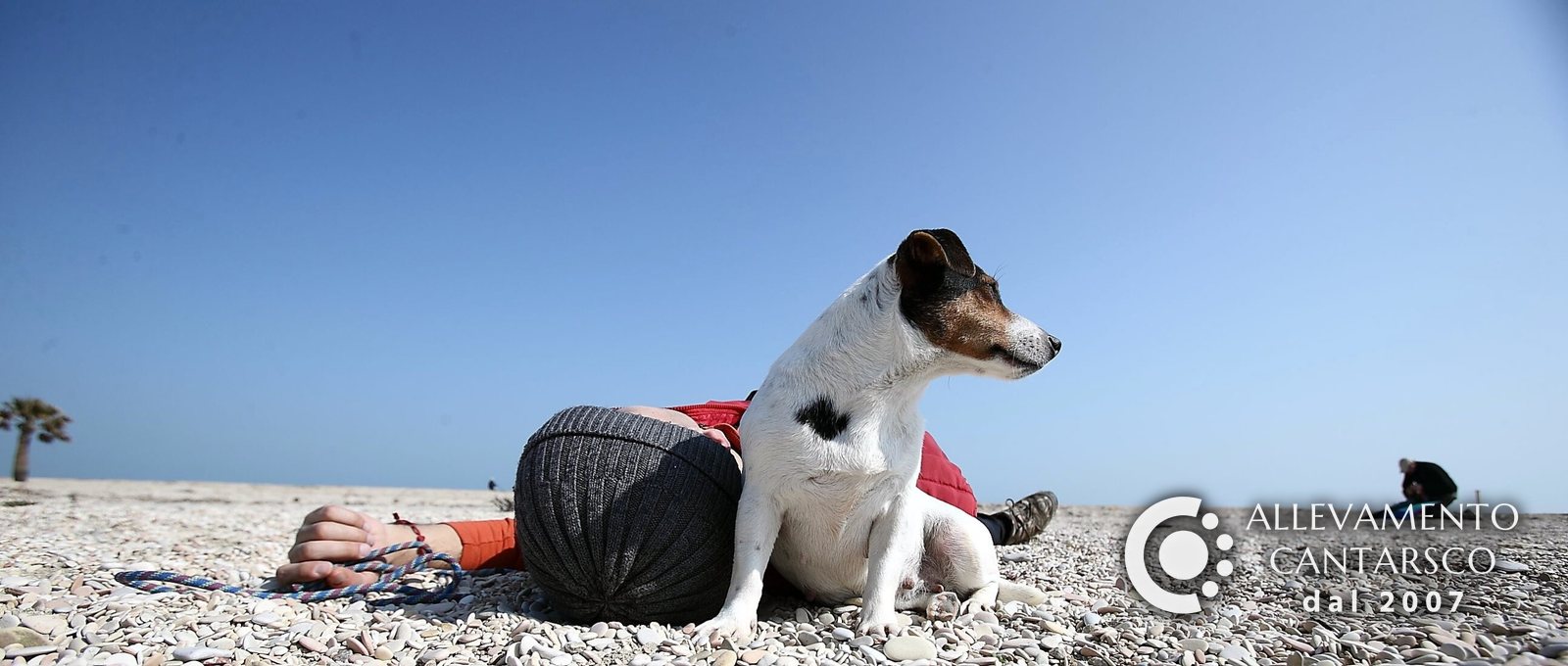 Un Jack Russell Cantarsco seduto accanto a un ragazzo sdraiato sulla spiaggia di ciottoli