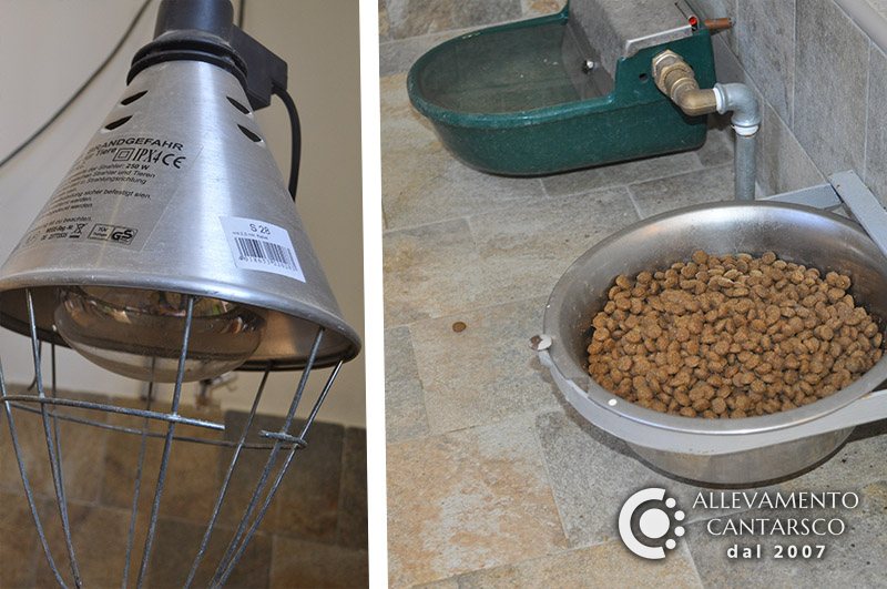 Sala parto Cantarsco: lampada riscaldante per i cuccioli, abbeveratoio automatico e ciotola di crocchette