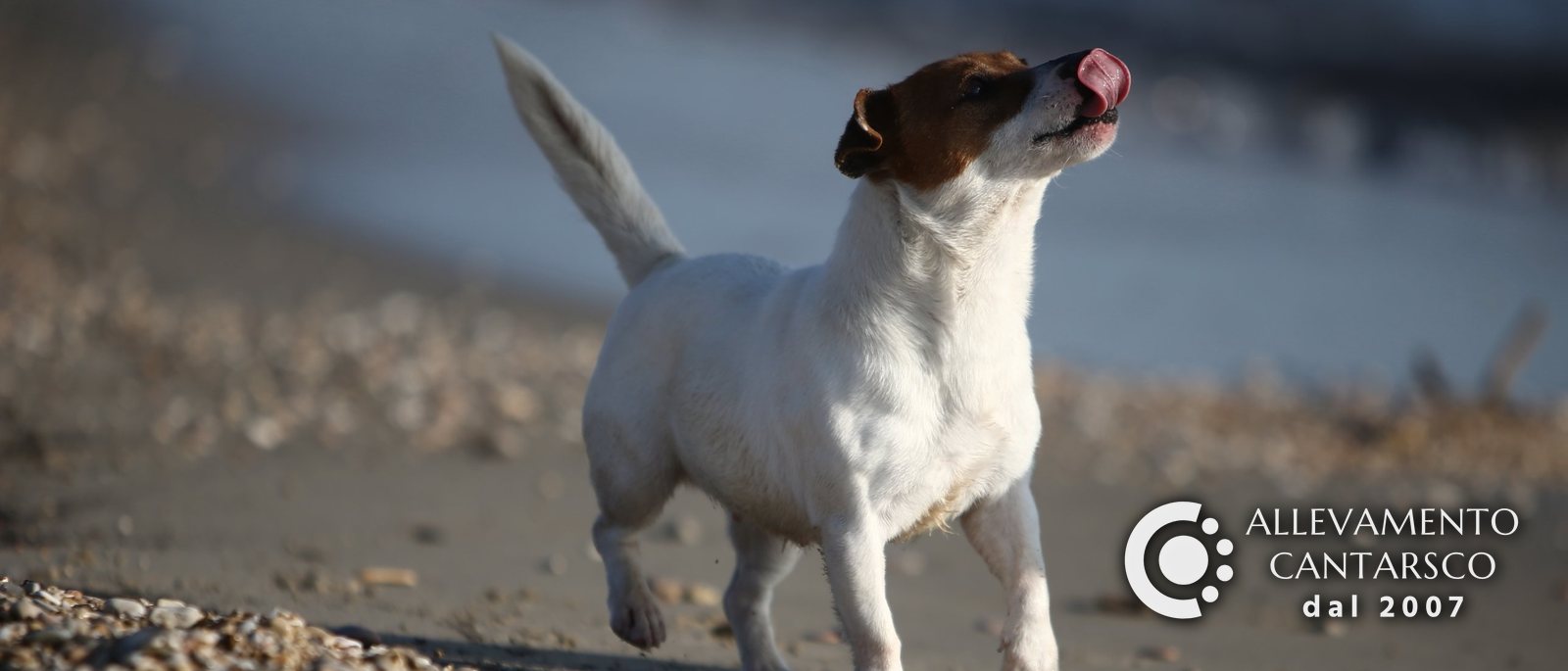 Jack Russell Cantarsco cammina sulla spiaggia al sole leccandosi il naso