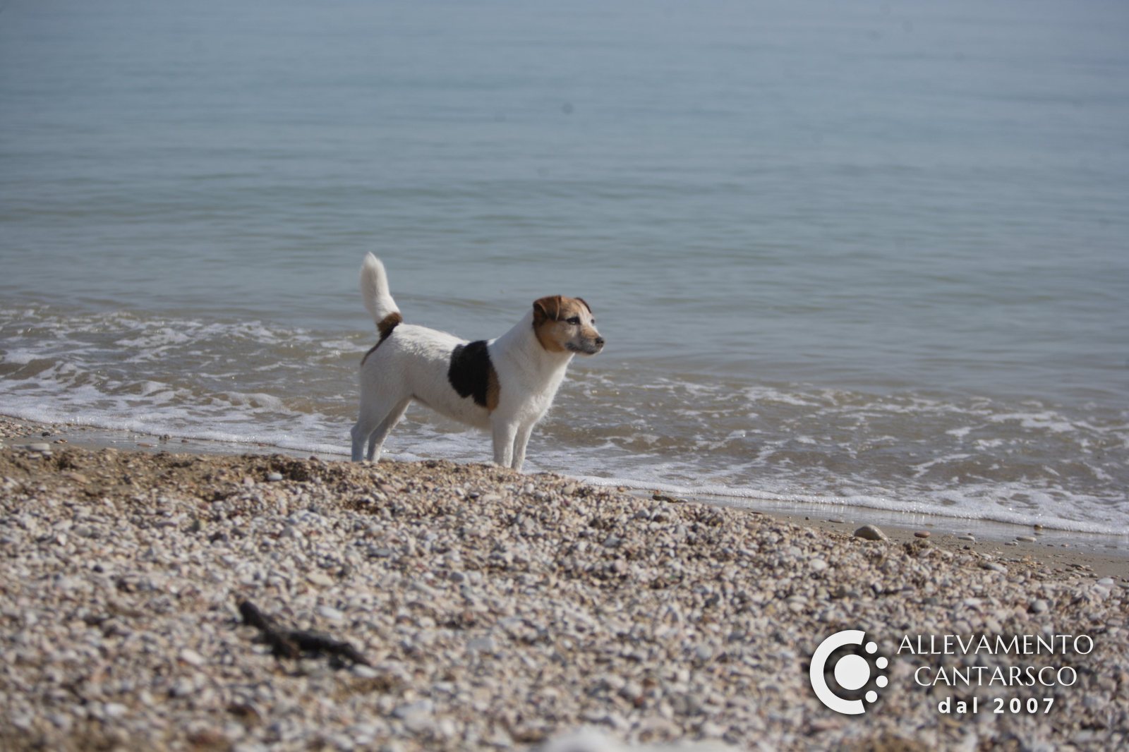 Jack Russell Cantarsco in riva al mare sulla spiaggia di ciottoli