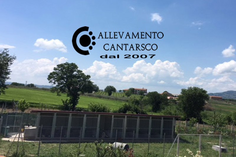 La struttura dell'Allevamento Cantarsco tra i prati di Montefalco, con box e recinti