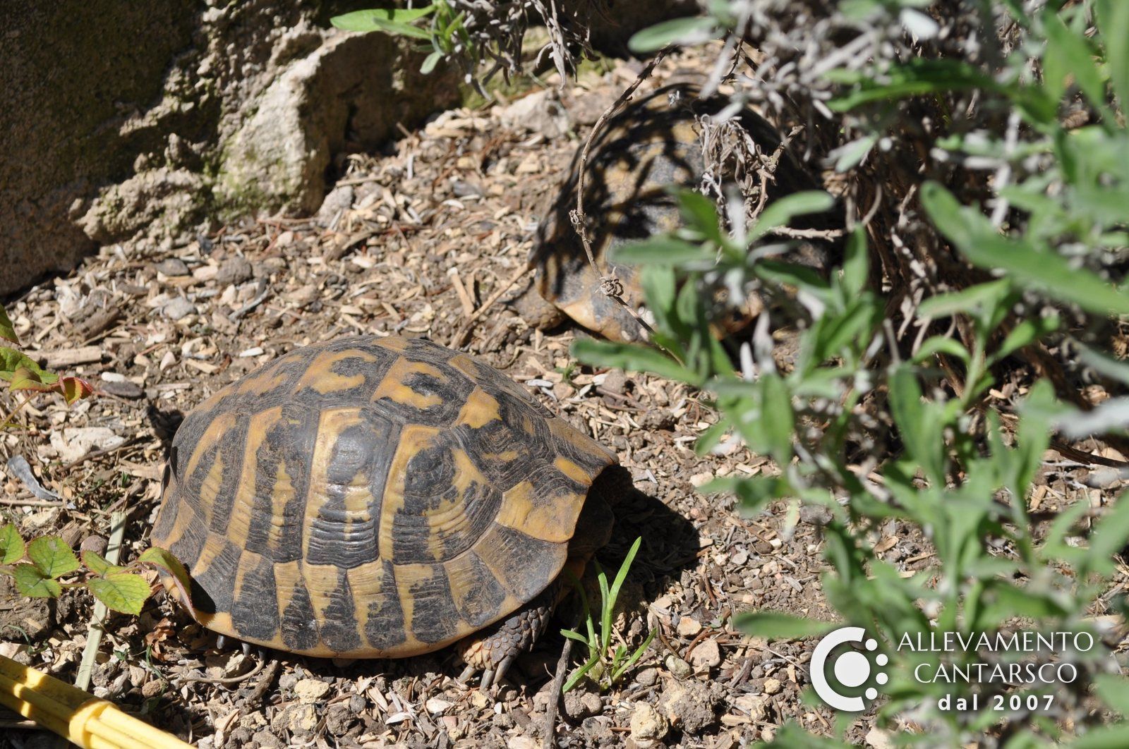 Due tartarughe Testudo hermanni Cantarsco tra la lavanda e i sassi del recinto