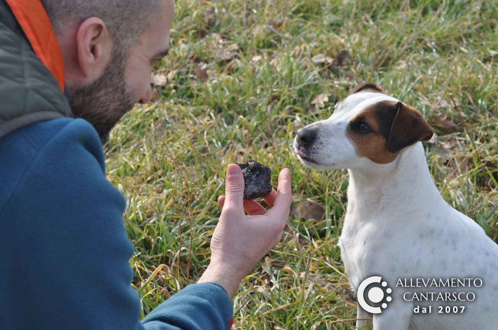 Un Jack Russell Cantarsco annusa il tartufo nero appena trovato