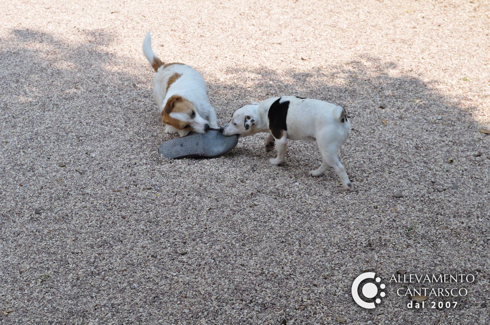 Due Jack Russell giocano al tiro alla fune con una ciabatta