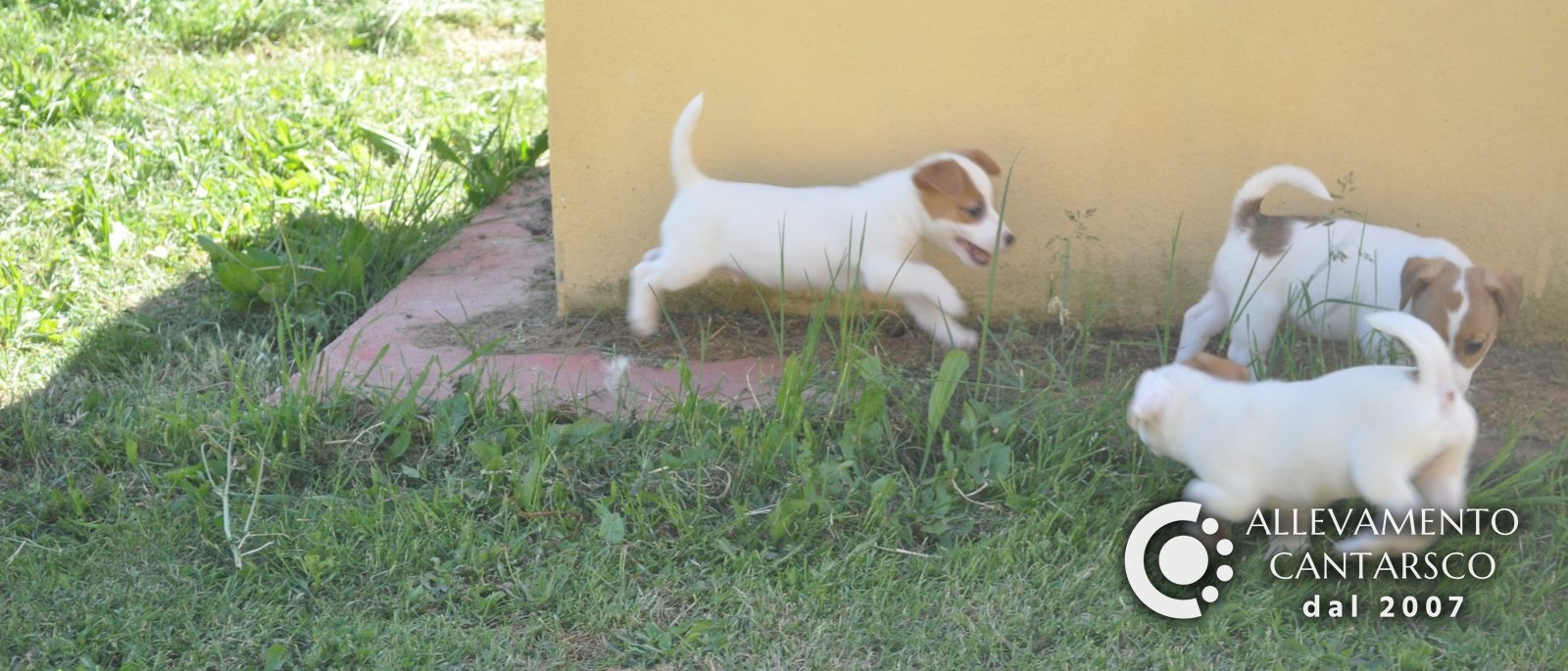 Tre cuccioli di Jack Russell Cantarsco giocano sul prato accanto a un muro giallo