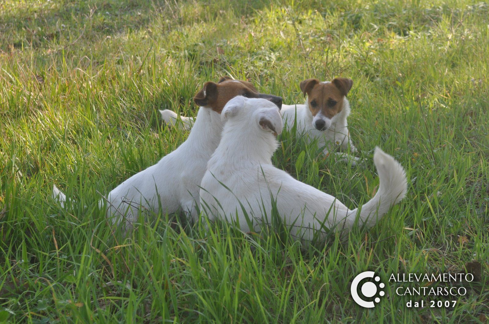 Tre Jack Russell Cantarsco a pelo liscio giocano nell'erba alta