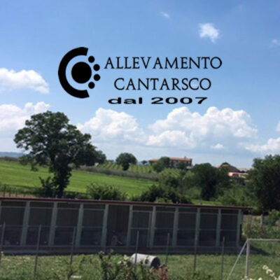 SLEZIONIAMO MASCHIO PER CUCCIOLATA